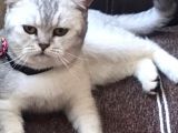 British Shorthair Silver - Dişi