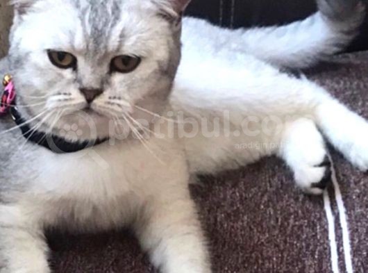 British Shorthair Silver - Dişi görsel
