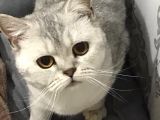 British Shorthair Silver - Dişi