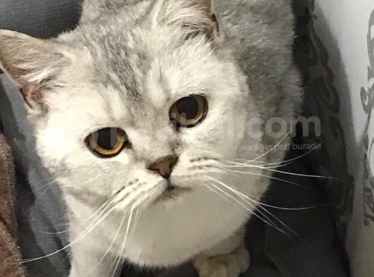 British Shorthair Silver - Dişi görsel