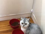 British Shorthair Silver - Dişi