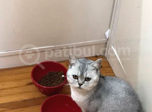 British Shorthair Silver - Dişi görsel