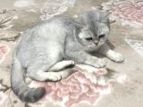 British Shorthair Silver - Dişi