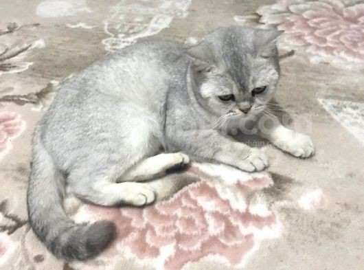 British Shorthair Silver - Dişi görsel