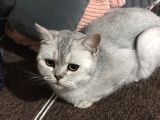 British Shorthair Silver - Dişi