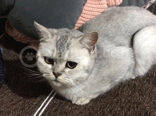 British Shorthair Silver - Dişi görsel