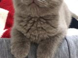 Aci̇ll 3,5 Aylık Scottish Fold