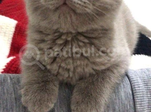 Aci̇ll 3,5 Aylık Scottish Fold görsel