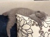 Aci̇ll 3,5 Aylık Scottish Fold