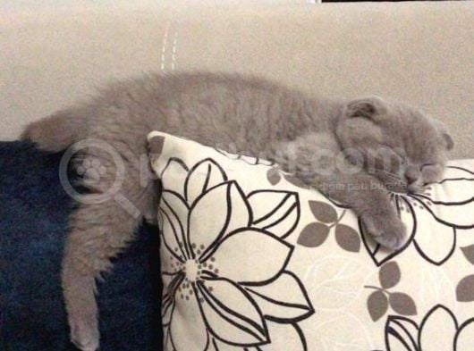 Aci̇ll 3,5 Aylık Scottish Fold görsel