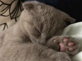 Aci̇ll 3,5 Aylık Scottish Fold