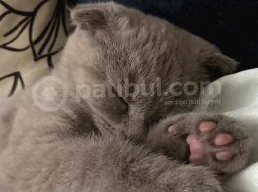 Aci̇ll 3,5 Aylık Scottish Fold görsel
