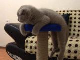 Aci̇ll 3,5 Aylık Scottish Fold