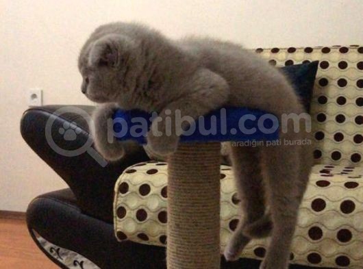 Aci̇ll 3,5 Aylık Scottish Fold görsel