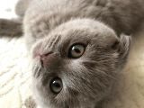 Aci̇ll 3,5 Aylık Scottish Fold