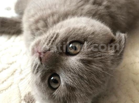 Aci̇ll 3,5 Aylık Scottish Fold görsel