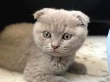 ACİLL 3,5 Aylık Scottish Fold