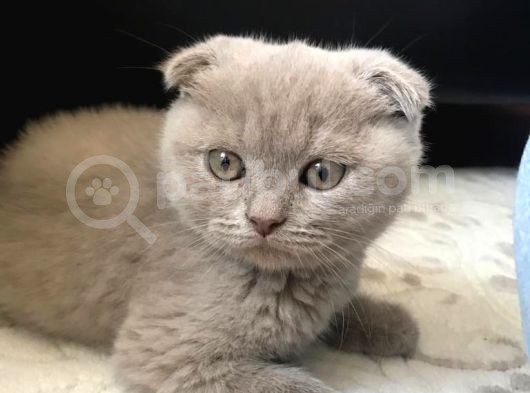 Aci̇ll 3,5 Aylık Scottish Fold
