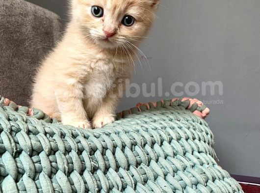 Sevi̇mli̇ Kedi̇leri̇mi̇z Sahi̇pleri̇ni̇ Bekli̇yor görsel