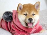 Black Tan Ve Orange Shiba Inu Yavrularımız