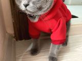 1 Yaşında Sağlıklı Kedi