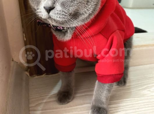 1 Yaşında Sağlıklı Kedi