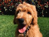 Labradodoodle Dev Patiler Dizayn Irk Orjinal %100 Garantili