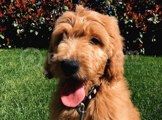 Labradodoodle Dev Patiler Dizayn Irk Orjinal %100 Garantili görsel