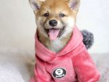 Black Tan Ve Orange Shiba Inu Yavrularımız