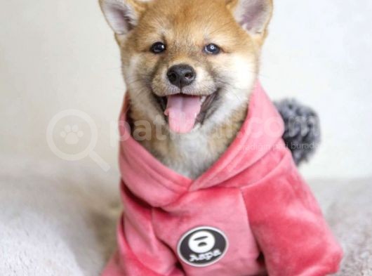 Black Tan Ve Orange Shiba Inu Yavrularımız