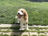 Labradoodle Hypoallergenic Muhteşem Irk Nadir Yavrular
