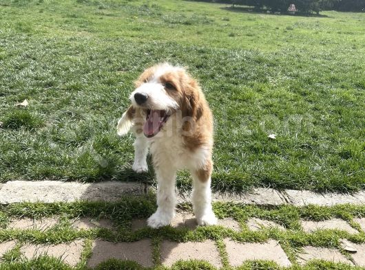 Labradoodle Hypoallergenic Muhteşem Irk Nadir Yavrular görsel
