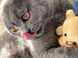1 Yaşında Sağlıklı Kedi