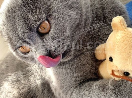 1 Yaşında Sağlıklı Kedi görsel
