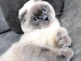 Scottish Fold Bebekler