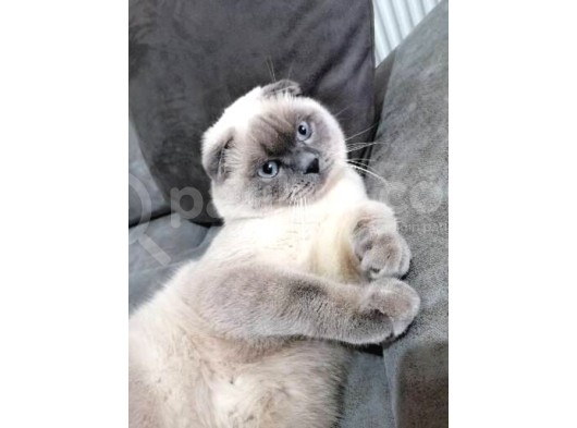 Scottish Fold Bebekler görsel