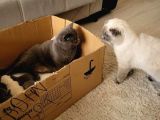 Scottish Fold Bebekler