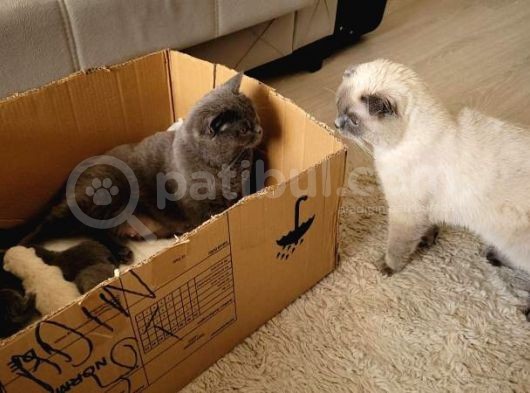 Scottish Fold Bebekler görsel