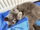 1 Yaşında Sağlıklı Kedi