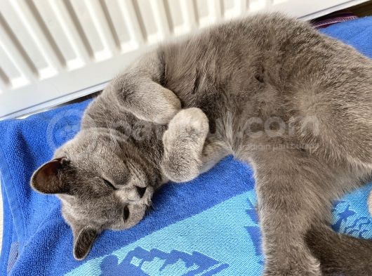 1 Yaşında Sağlıklı Kedi görsel