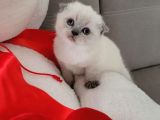 Scottish Fold Bebekler