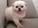 Scottish Fold Bebekler