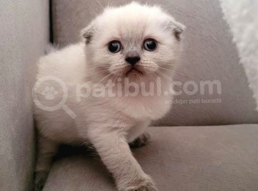 Scottish Fold Bebekler