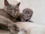 Scottish Fold Bebekler