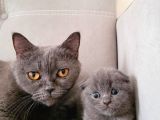 Scottish Fold Bebekler