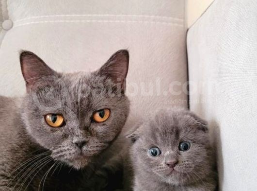 Scottish Fold Bebekler görsel