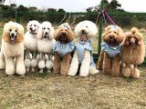 Dev Poodle Giant Poodle Her Renk Mevcut Show Kalite