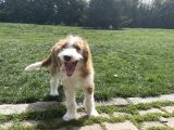 Labradoodle Hypoallergenic Muhteşem Irk Nadir Yavrular