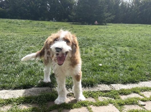 Labradoodle Hypoallergenic Muhteşem Irk Nadir Yavrular görsel