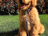 Labradodoodle Dev Patiler Dizayn Irk Orjinal %100 Garantili